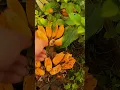 Download Lagu Panen buah pisang di kebun dengan hasil yang sangat memuaskan #shorts