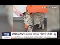 Looking Out for the Good Celebrating National Pet Month