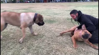 Boerboel’s Having Fun 