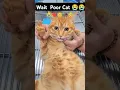 Download Lagu THIS MAKES ME CRY 😭😭💔💔ll CAT NEED HELP🥺 🥀🥀#cat #catlover #poor#sad #kitten