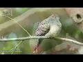 Birds Chirping & Relaxing Music: Nature’s Symphony to Ease Stress!