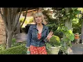 Download Lagu A Unique Garden on the Links