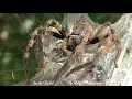 The Rain Spider