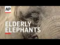 Download Lagu Elderly elephants in Barcelona zoo get well cared for in their old age