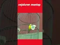 Download Lagu enak banget pleci ini nembak sejaluran panjang wit wit kenari #shorts