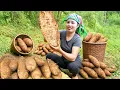 Download Lagu Harvesting Giant Wild Yam on the Mountain to Sell at the Market, Cooking Yam Soup \u0026 Fried Fish