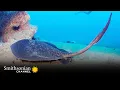 Download Lagu The Stinger on This Sting Ray Can Easily Kill You | Smithsonian Channel