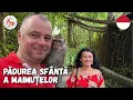 Lagu Planeta Maimuțelor în Bali: Interacțiuni fascinante în Pădurea Sacră