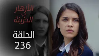 مسلسل الأزهار الحزينة الحلقة 236 الموسم الثاني 