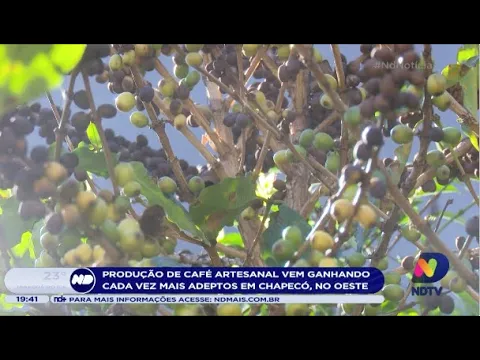 Produção de café artesanal vem ganhando cada vez mais adeptos em Chapecó