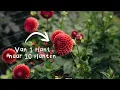 Download Lagu Dahlia’s stekken | zo maak je van één plant er tien 🌱