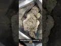 Super White Cherry By GelatoKings Some Za