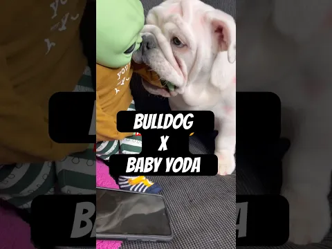 UNO DE MIS MEJORES INTERPRETACIONES 🥺😭🐶🕊️🙏🏻 #badbunny #shorts #dtmf