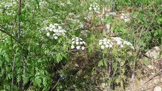 زهره الماسه 