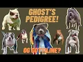ABKC American Bully Pedigree Original Gottiline HHBC presents Getting to know Ghost Pt 1
