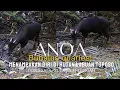 Download Lagu Anoa  (Bubalus quarlesi) : Terancam Punah Ditengah Gempuran Tambang di Leher Pulau Sulawesi.