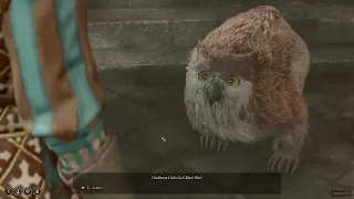 How I did the Chicken Chasing and became victorious and the goblins very jealous of my chicken chase