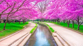 Calming music for nerves 🌸 healing music for the heart and blood vessels, relaxation #2