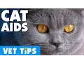 How To Prevent Your Cat Catching Cat AIDS Bondi Vet