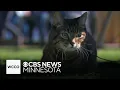 A Northeast Minneapolis cat turns 21