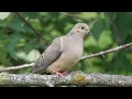 Download Lagu Mourning Dove Ringtone Download