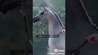 والله لو صاحب الأنسان جبريل 