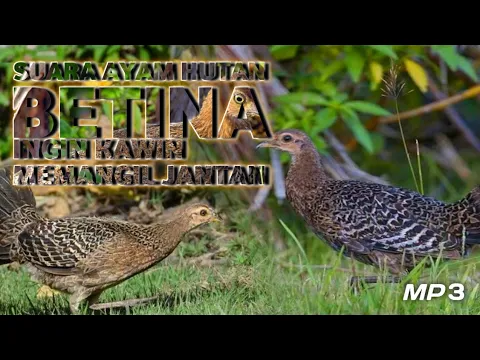 Download MP3 Suara Pikat Ayam Hutan Betina | Bervarisi makin ampuh memikat jantan