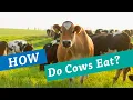 How Do Cows Eat Organic Valley Kids