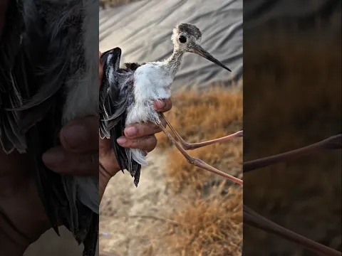 Rescatamos Animales Heridos ! 🩸🐦