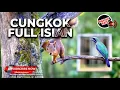Download Lagu Cucak Cungkok Gacor Istimewa Full Isian Tembakan Kunti Variasi dan Tembakan Bajing Kekes