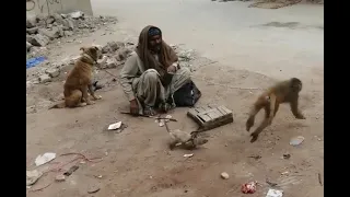 bandar bandariya ka khel funniest monkey drama 