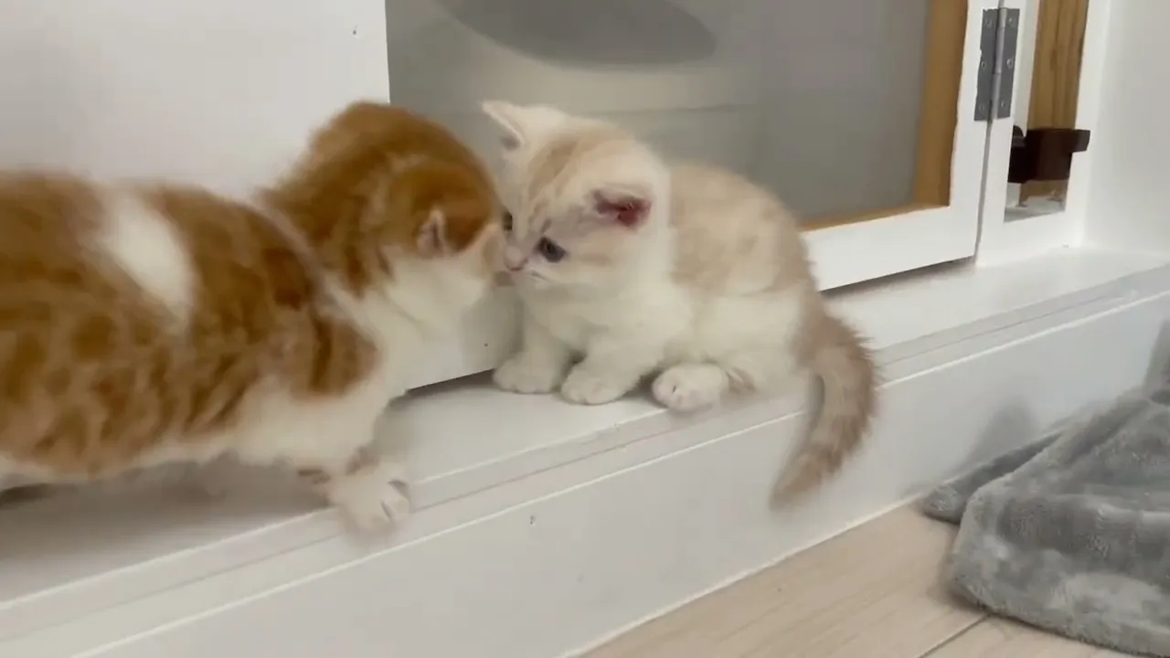 動画