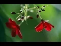 Download Lagu Ludwig van Beethoven - Melody of Love (1 HOUR)