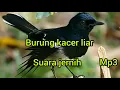 Download Lagu Kicau burung kacer liar gacor abis,cocok buat masteran