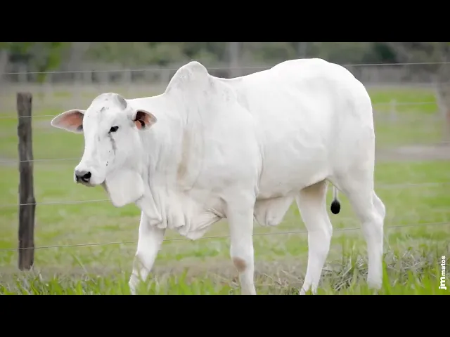 Novilha Nelore AFOM - 5418