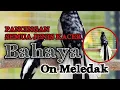 Download Lagu PANCINGAN SUARA BURUNG KACER GACOR SUARA NGEMPLONG PARAH, AUDIO SUPER JERNIH
