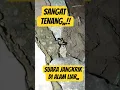 Download Lagu SUARA JANGKRIK DI ALAM LIAR,, #shorts #jangkrik #cricket #fyp #trending #subscribe #jimmygabroz