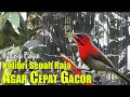 Download Lagu CARA MERAWAT KOLIBRI SEPAH RAJA AGAR CEPAT GACOR || CARA AMPUH SUPAYA BURUNG SEPAH RAJA GACOR