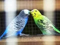 Download Lagu Suara Kicau Burung PARKIT GACOR - Untuk Masteran Dan Pancingan PARKIT Juara
