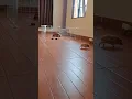 Download Lagu Run Cinno. . Run . . #cute #cuteanimals #animals #running #hedgehog #funny
