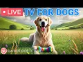 Download Lagu 🔴24 Hours of Dog TV🎵🐶Relaxing Music for Dogs🐾🩷Soothing Music for Stress Relief \u0026 Separation Anxiety