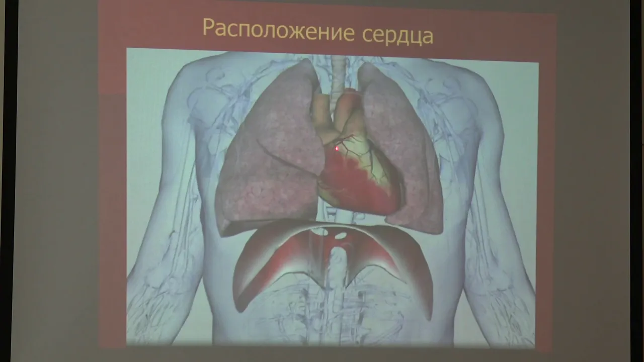 Ловать М. Л. - Физиология человека и животных. Часть 2 - 3. Кровообращение. Сердце