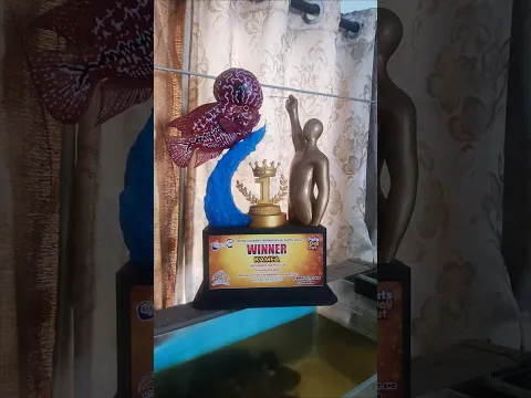 From Our Shop to the Winner’s Trophy! 🏆 | Proud Moment! Our Flowerhorn Customer | Kamfa Tamil