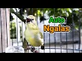 Download Lagu Pleci's lokaas NGALAS roept tegenstanders op