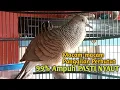 Download Lagu Perkutut Lokal GACOR suara Besar Ampuh memanggil Lawan EMOSI MANGGUNG PANCINGAN PERKUTUT LOKAL