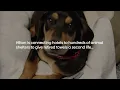 Hilton Mars Petcare and Greater Good Charities Team Up to Donate to Animal Shelters