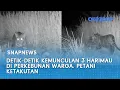 Download Lagu Detik-detik Kemunculan 3 Harimau di Perkebunan Warga, Petani Ketakutan