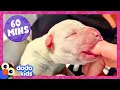 60 Minutes Of The Most Heroic Animal Rescues Dodo Kids 1 Hour Of Animal s For Kids