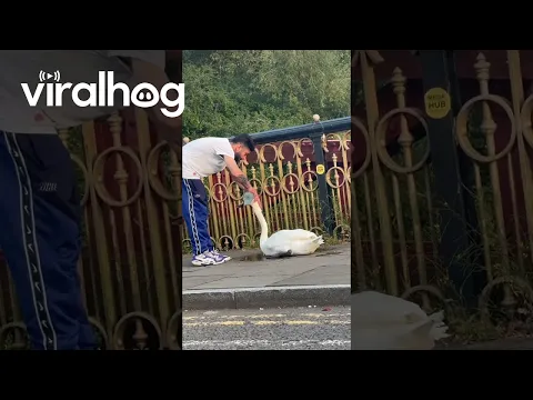 Swan Claps for Rescuer || ViralHog