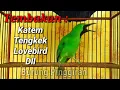 Download Lagu Tembakan cucak ijo gacor isian kapas tembak, Tengkek udang, Lovebird dll